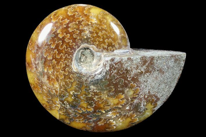 Polished, Agatized Ammonite (Cleoniceras) - Madagascar #88064